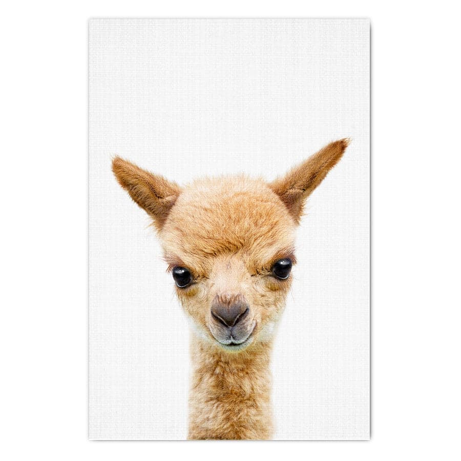 Peekaboo Llama by Lola Peacock