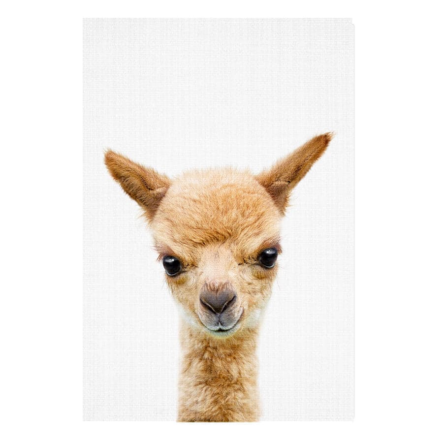 Peekaboo Llama by Lola Peacock