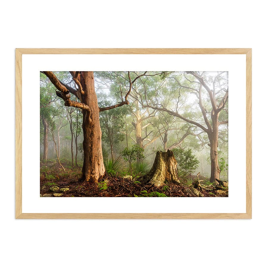 Kincumber Mountain 1 by Jason O'Brien