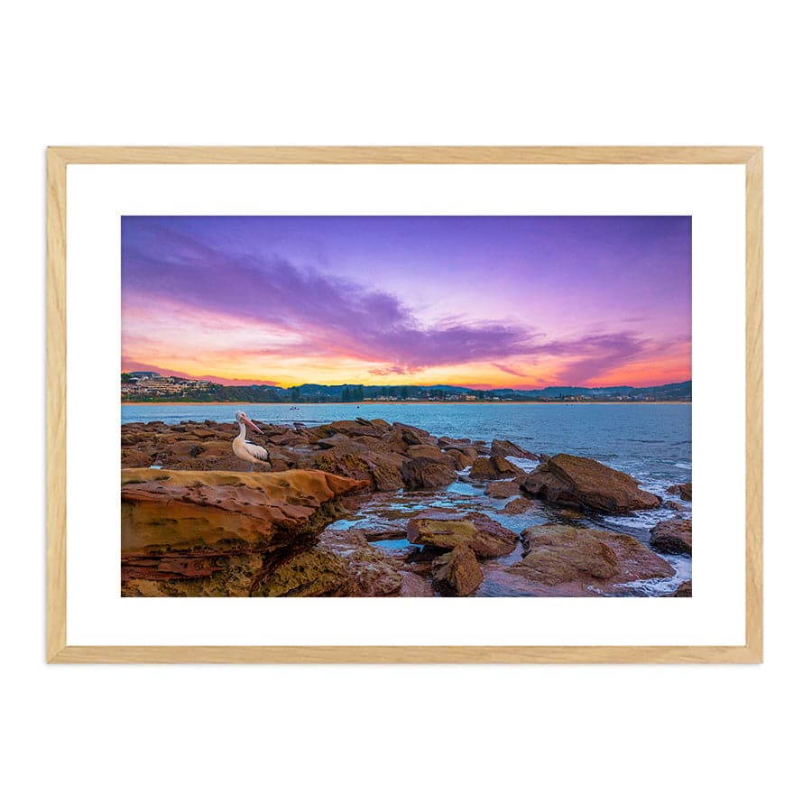 Terrigal Pelican by Ramin Far Azin