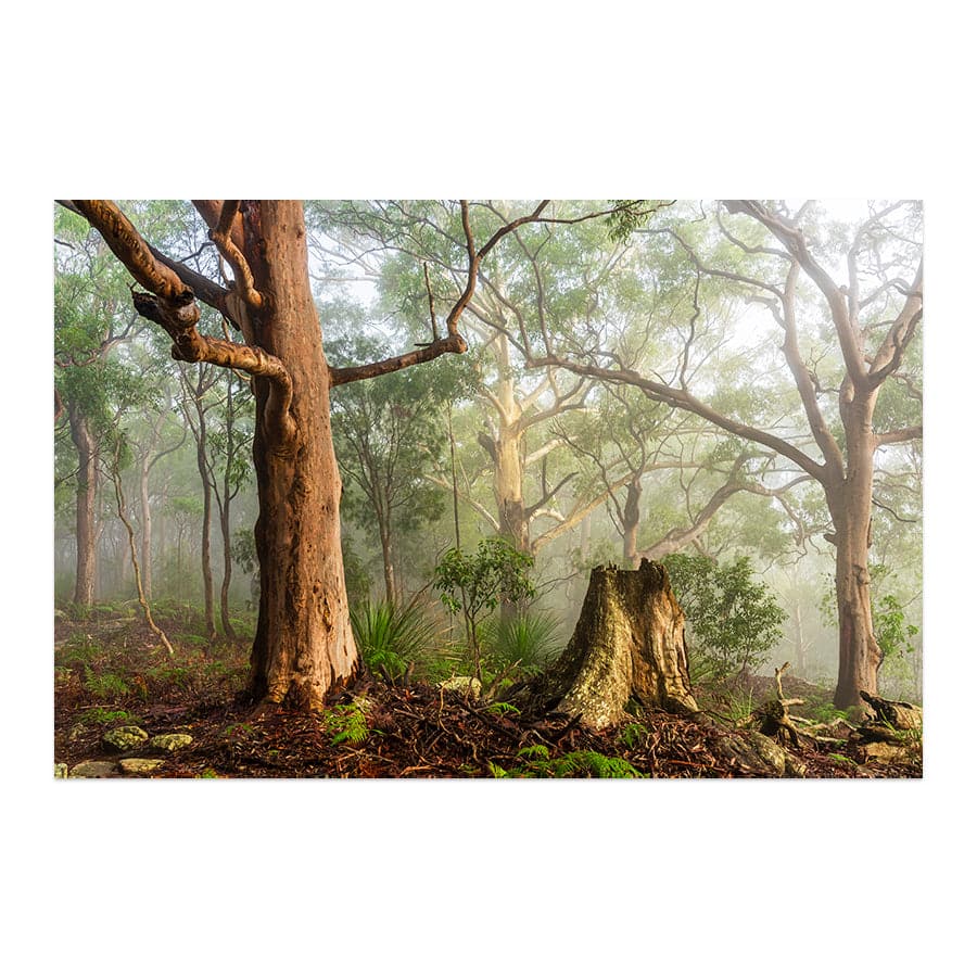 Kincumber Mountain 1 by Jason O'Brien