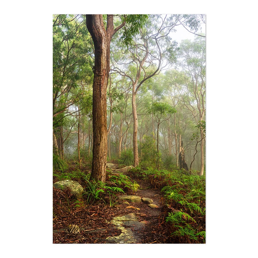 Kincumber Mountain 2 by Jason O'Brien