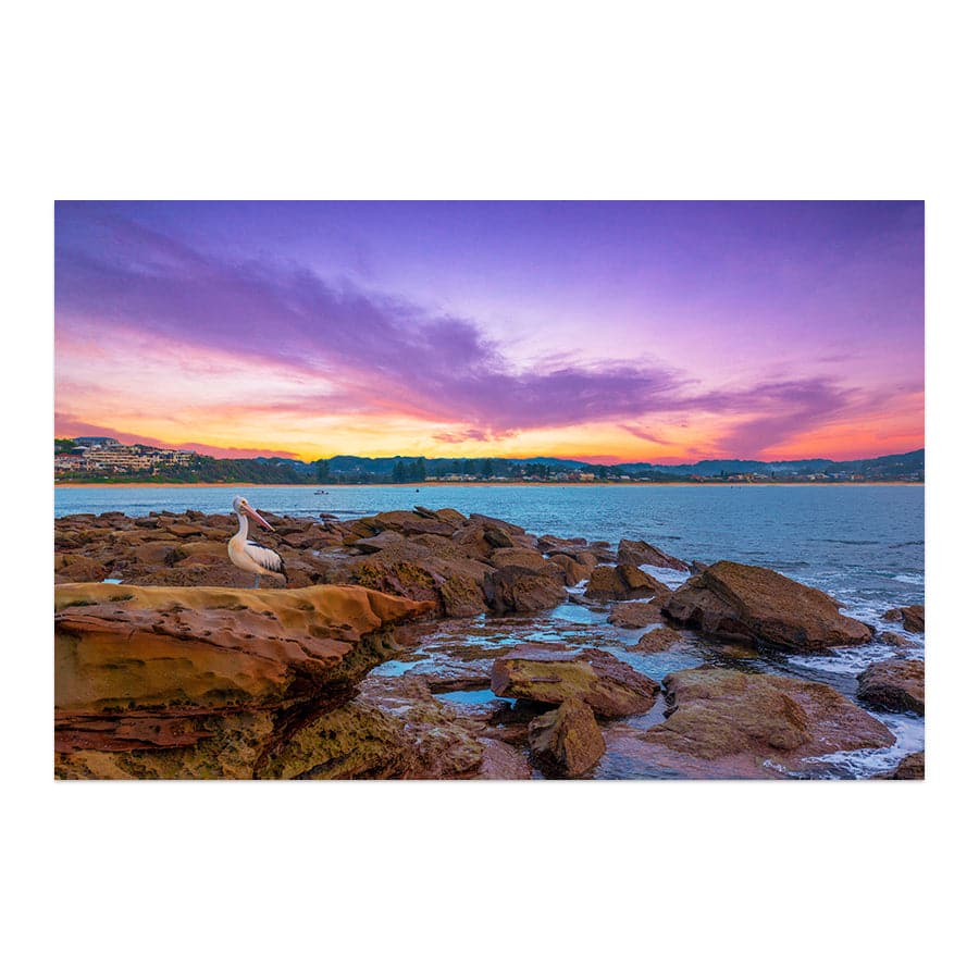 Terrigal Pelican by Ramin Far Azin