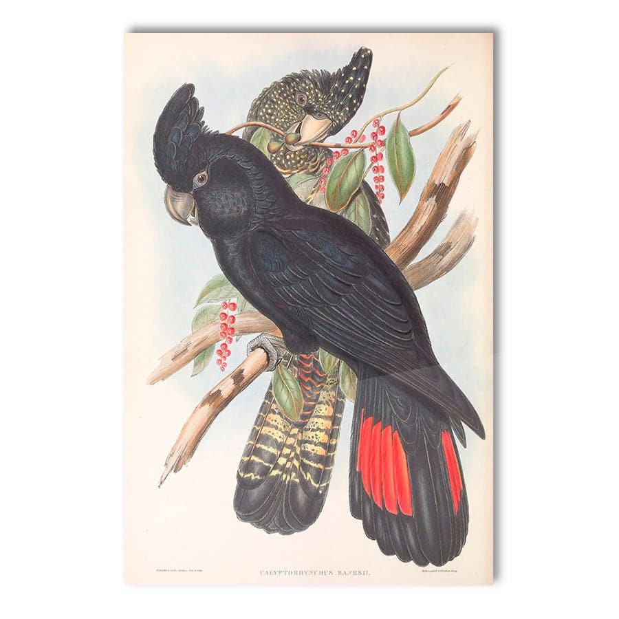 Red-Tailed Black Cockatoo (Calyptorhynchus Banksii) by John Gould