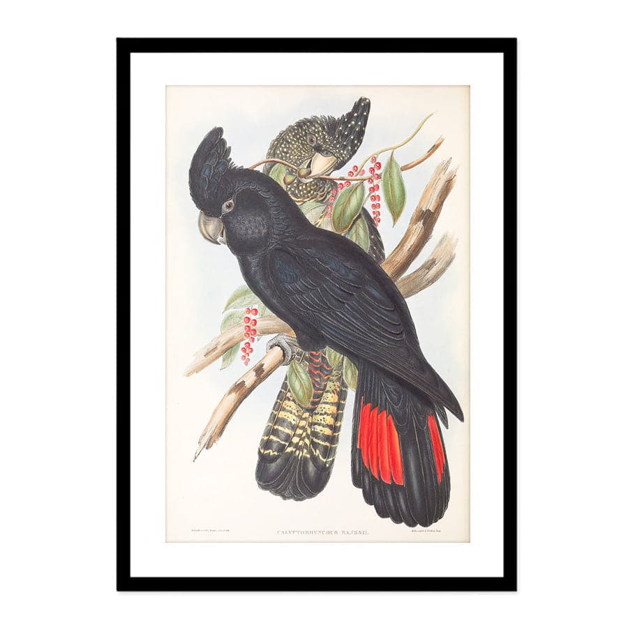 Red-Tailed Black Cockatoo (Calyptorhynchus Banksii) by John Gould