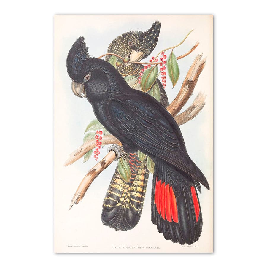 Red-Tailed Black Cockatoo (Calyptorhynchus Banksii) by John Gould