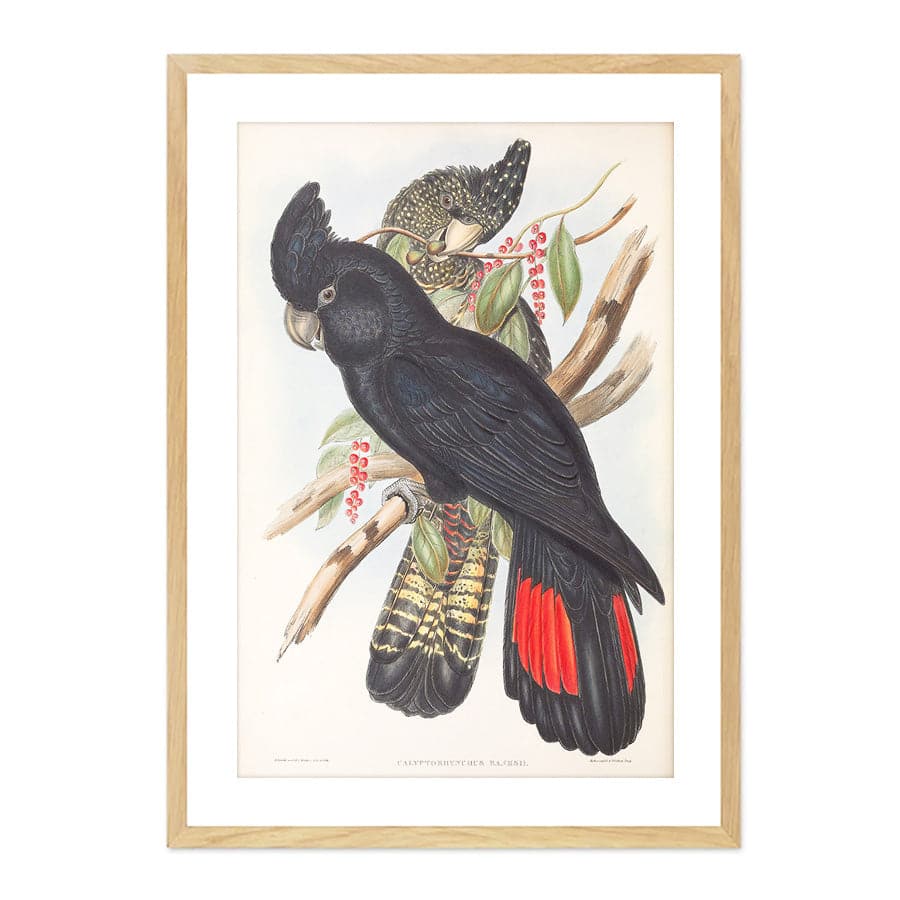 Red-Tailed Black Cockatoo (Calyptorhynchus Banksii) by John Gould