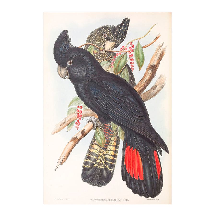 Red-Tailed Black Cockatoo (Calyptorhynchus Banksii) by John Gould