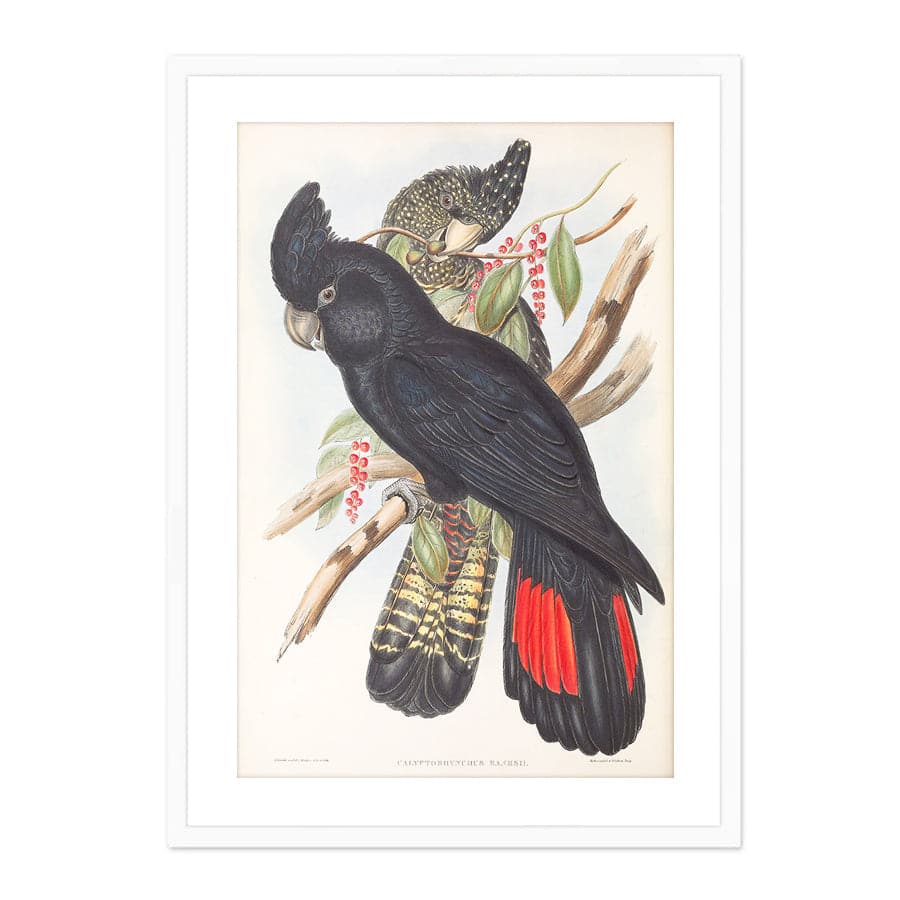 Red-Tailed Black Cockatoo (Calyptorhynchus Banksii) by John Gould