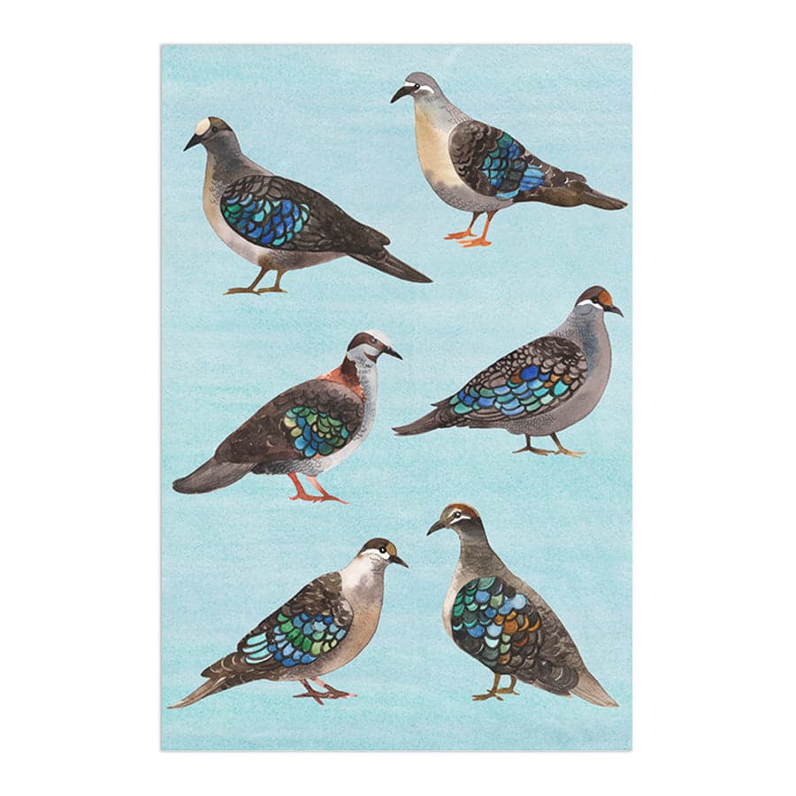 Bronzewing Pigeons by Natalie Ryan