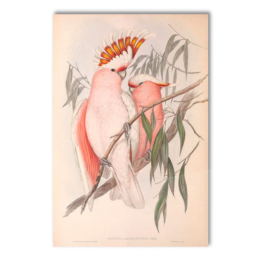 Major Mitchell Cockatoo (Cacatua Leadbeateri) by John Gould