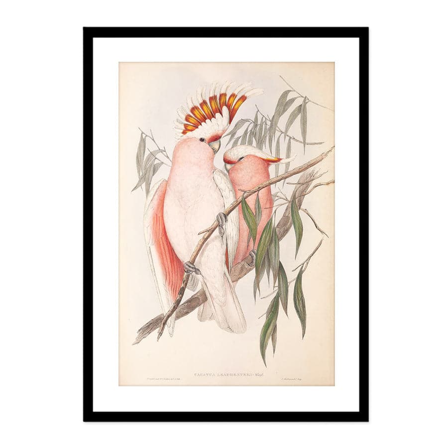 Major Mitchell Cockatoo (Cacatua Leadbeateri) by John Gould