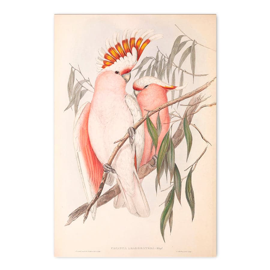 Major Mitchell Cockatoo (Cacatua Leadbeateri) by John Gould