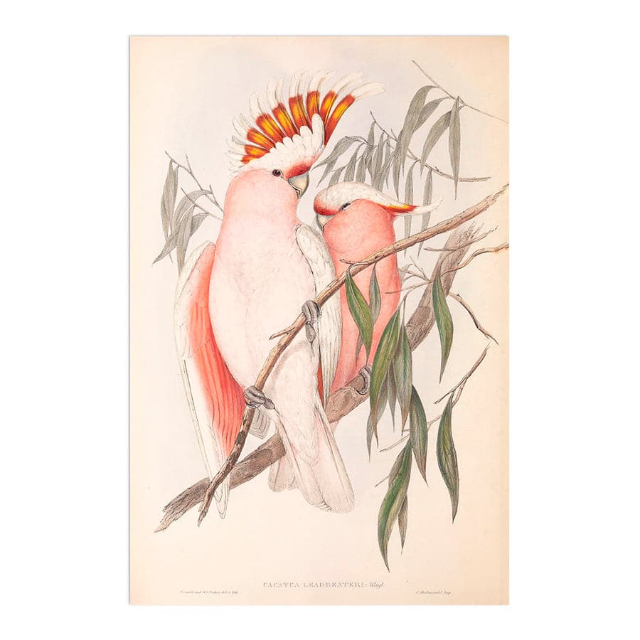 Major Mitchell Cockatoo (Cacatua Leadbeateri) by John Gould