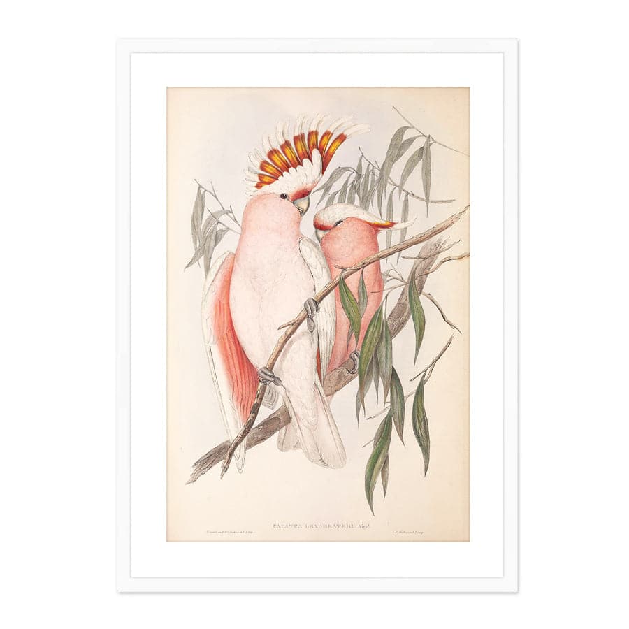 Major Mitchell Cockatoo (Cacatua Leadbeateri) by John Gould