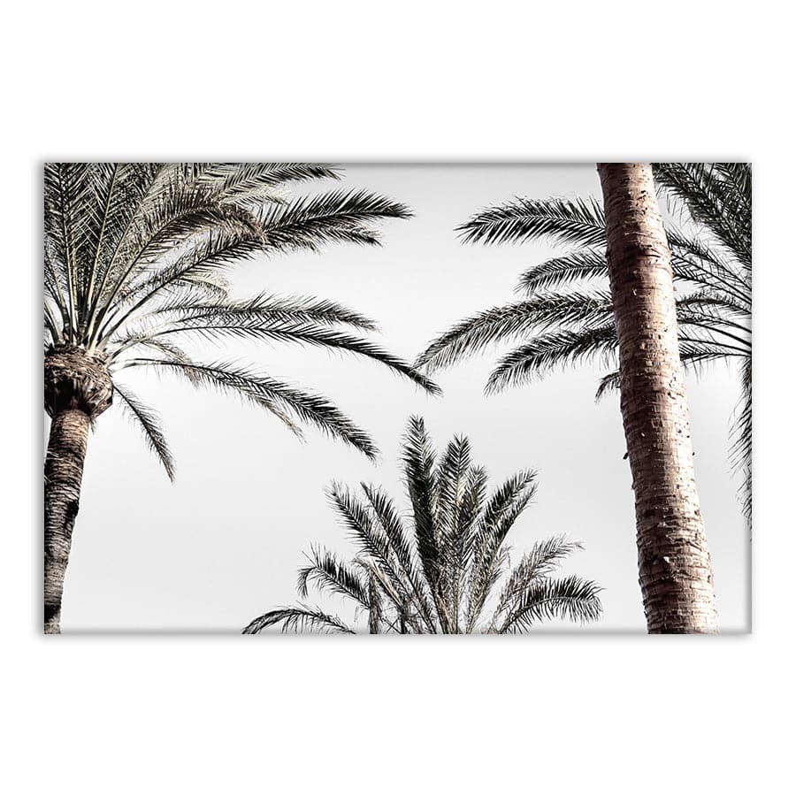 Palm 007 by Studio Scandi III