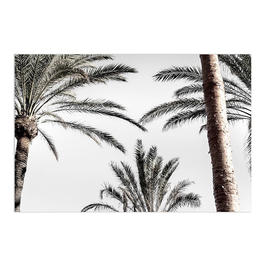 Palm 007 by Studio Scandi III