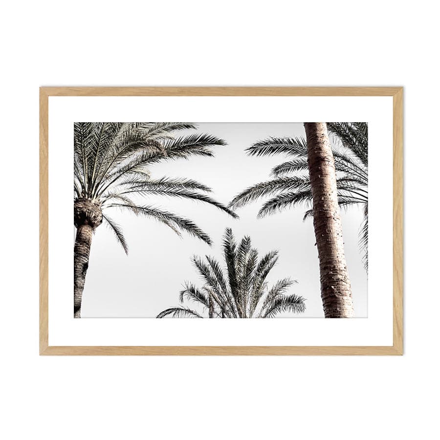 Palm 007 by Studio Scandi III