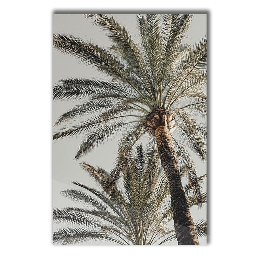 Palm 005 by Studio Scandi III