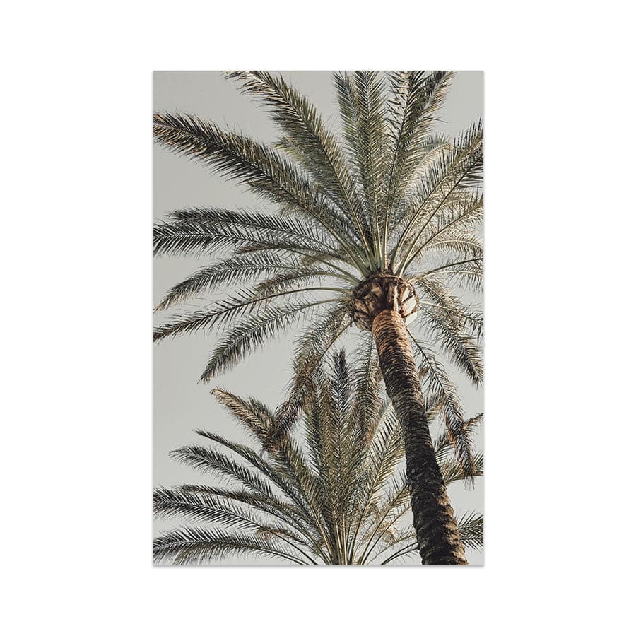 Palm 005 by Studio Scandi III