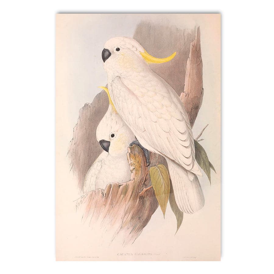 Sulphur-Crested Cockatoo (Cacatua Galerita) by John Gould