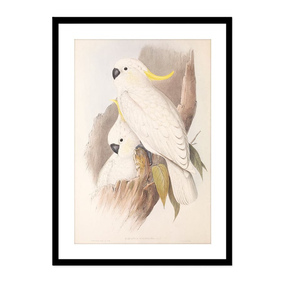 Sulphur-Crested Cockatoo (Cacatua Galerita) by John Gould