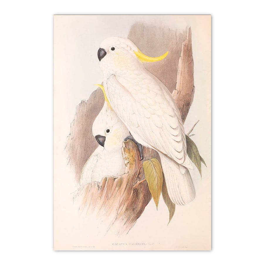 Sulphur-Crested Cockatoo (Cacatua Galerita) by John Gould