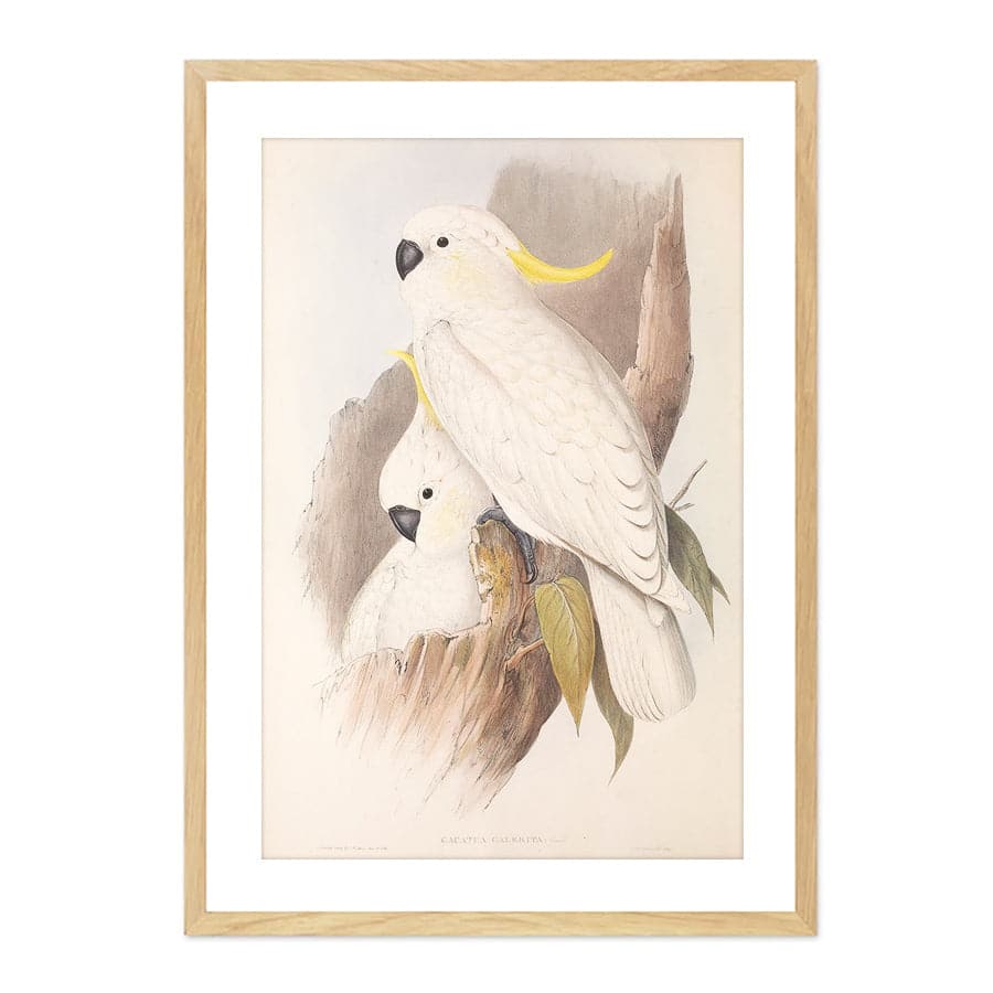 Sulphur-Crested Cockatoo (Cacatua Galerita) by John Gould