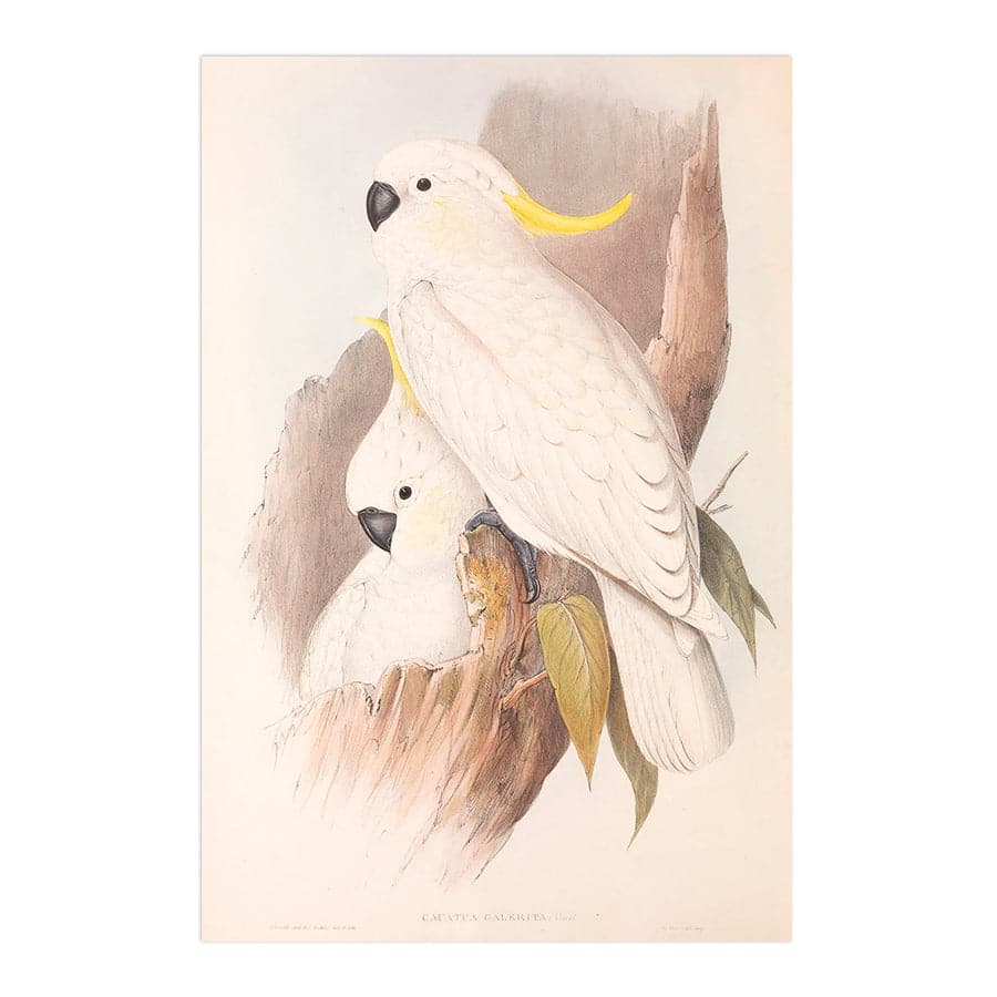 Sulphur-Crested Cockatoo (Cacatua Galerita) by John Gould