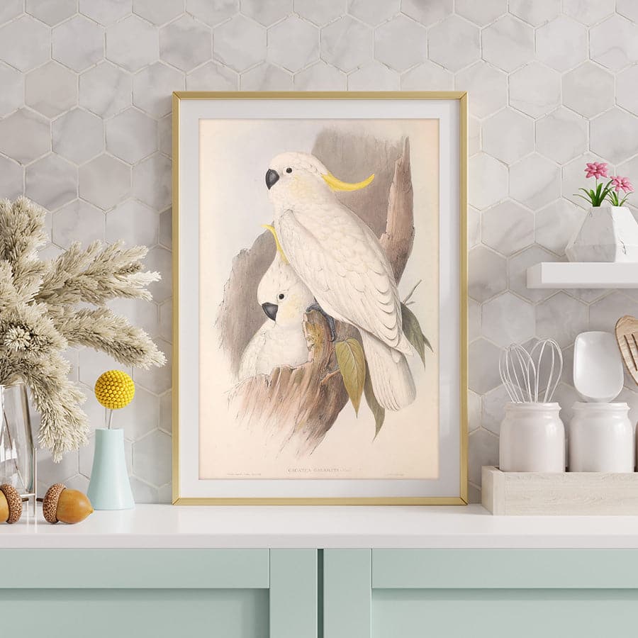 Sulphur-Crested Cockatoo (Cacatua Galerita) by John Gould