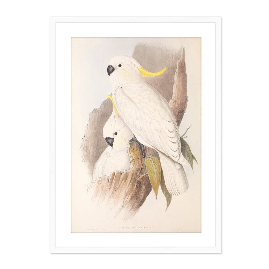 Sulphur-Crested Cockatoo (Cacatua Galerita) by John Gould