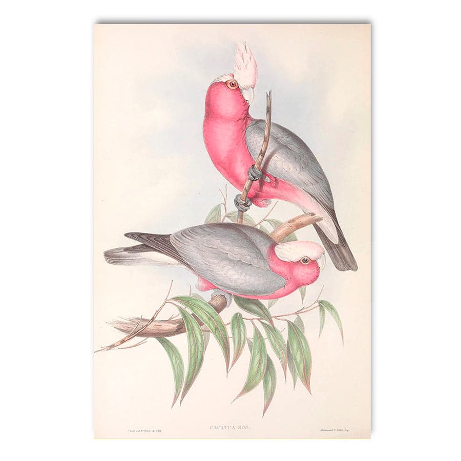 Galah (Eolophus roseicapilla) by John Gould