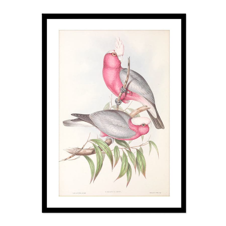 Galah (Eolophus roseicapilla) by John Gould