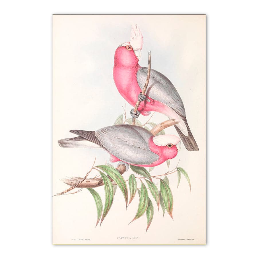 Galah (Eolophus roseicapilla) by John Gould