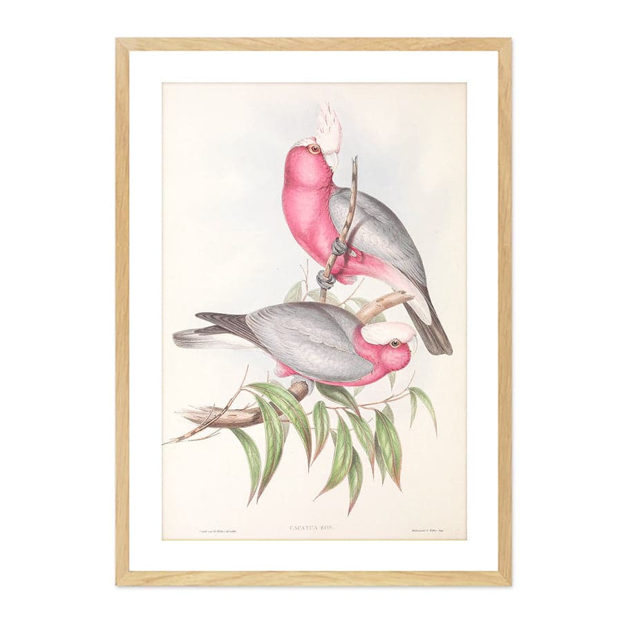 Galah (Eolophus roseicapilla) by John Gould