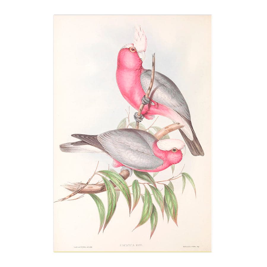 Galah (Eolophus roseicapilla) by John Gould