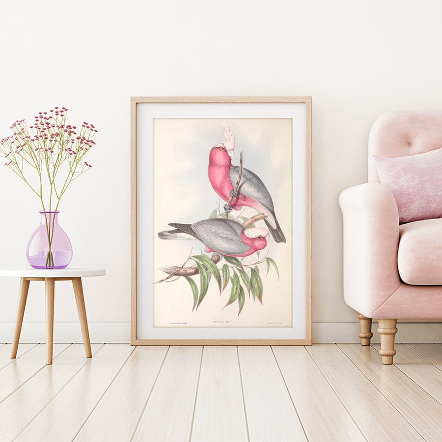 Galah (Eolophus roseicapilla) by John Gould