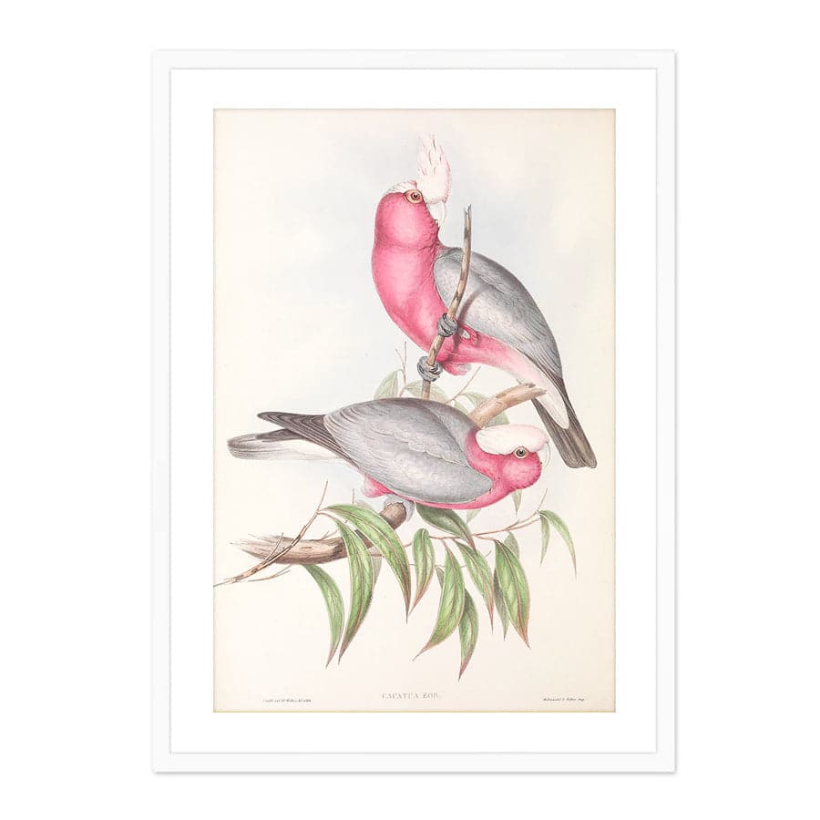 Galah (Eolophus roseicapilla) by John Gould