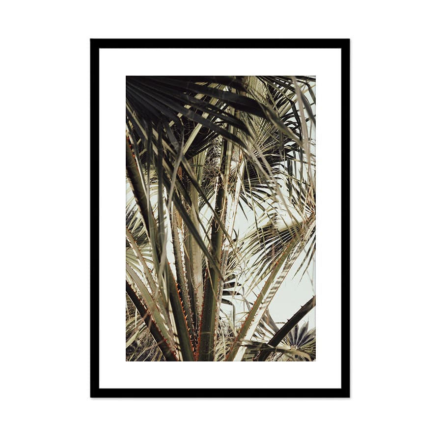 Palm Blade 006 by Studio Scandi III