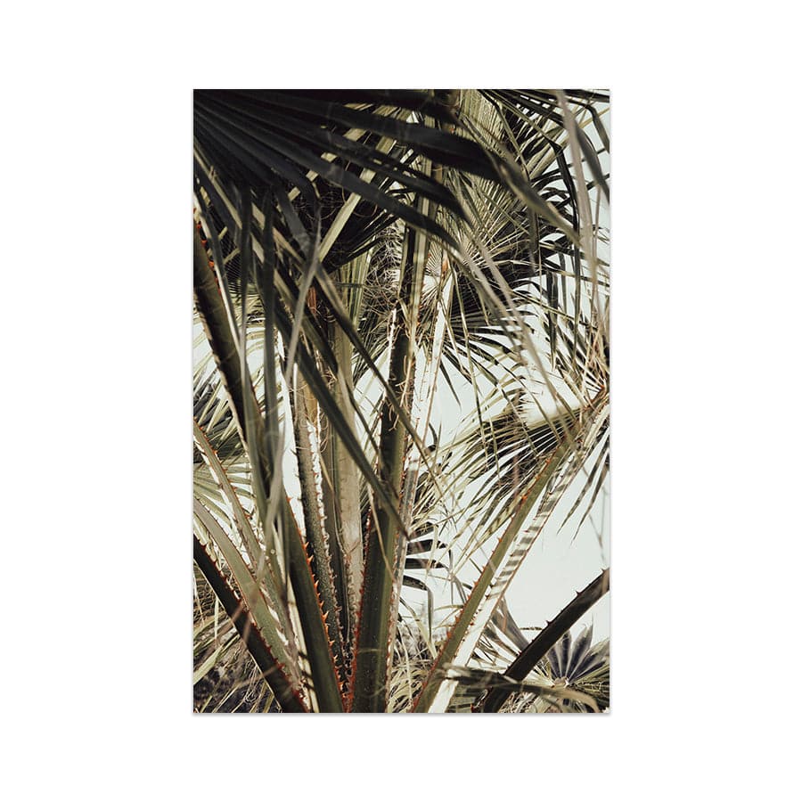 Palm Blade 006 by Studio Scandi III