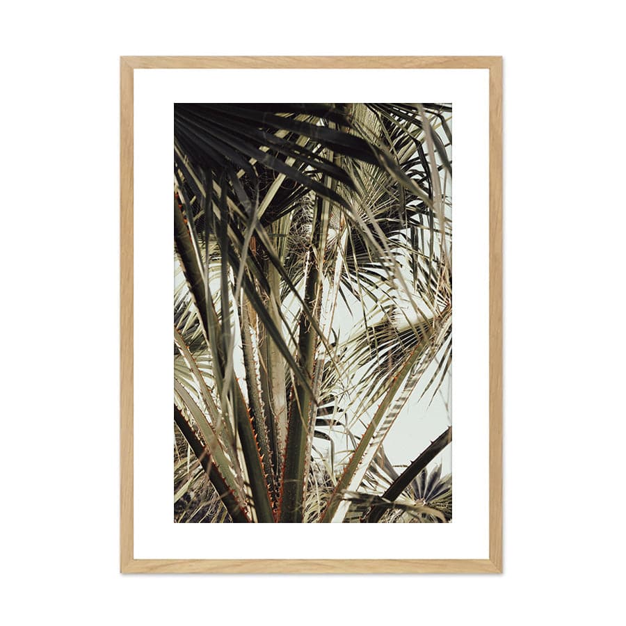 Palm Blade 006 by Studio Scandi III