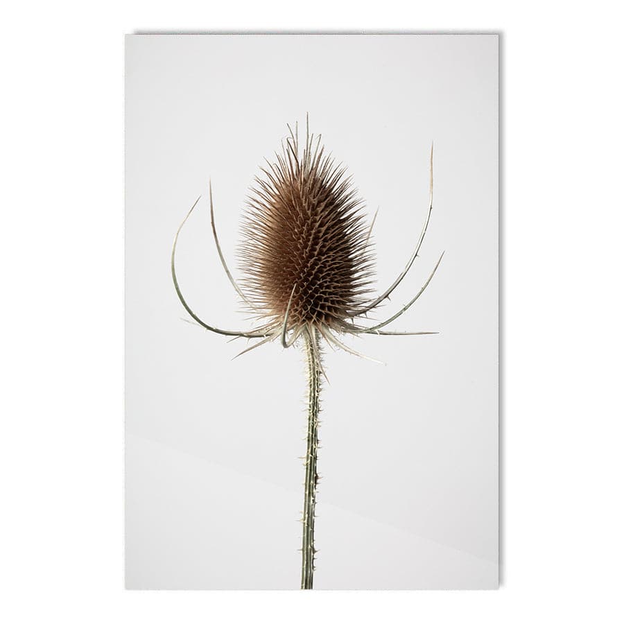 Dried Flowers 004 by Studio Scandi III