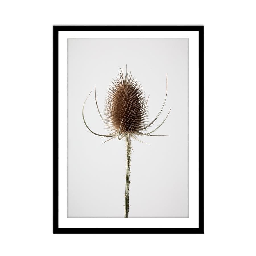 Dried Flowers 004 by Studio Scandi III