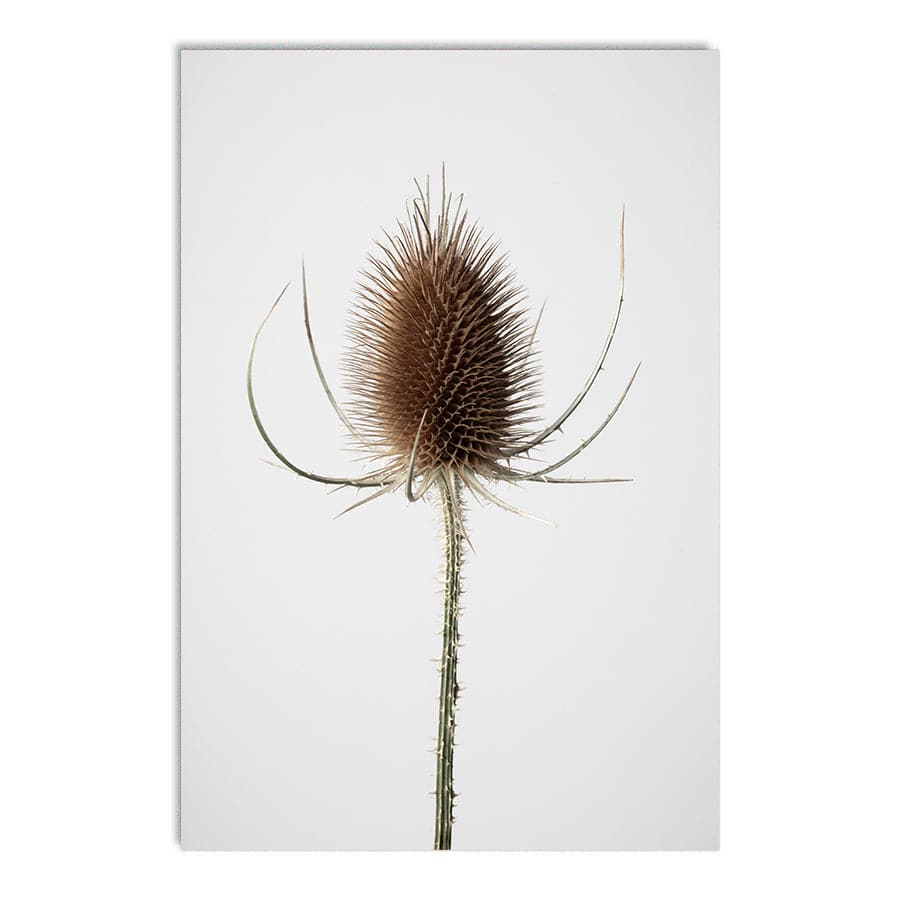 Dried Flowers 004 by Studio Scandi III
