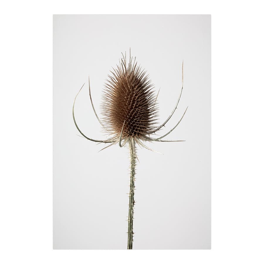 Dried Flowers 004 by Studio Scandi III