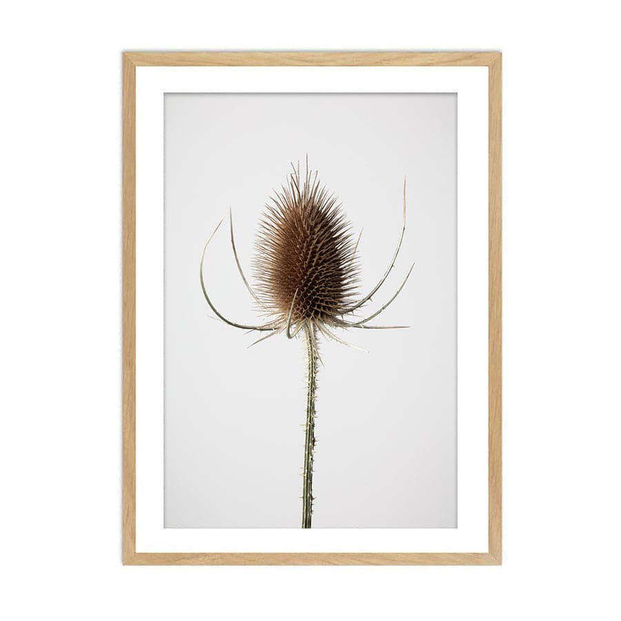 Dried Flowers 004 by Studio Scandi III