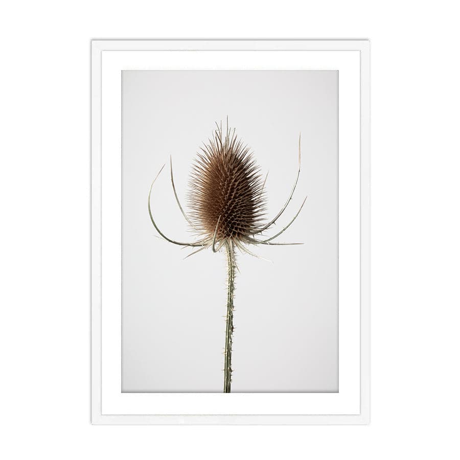 Dried Flowers 004 by Studio Scandi III