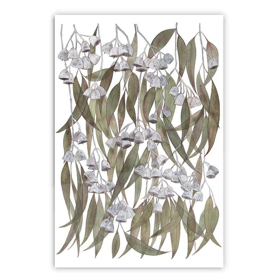 Silver Princess Eucalyptus by Natalie Ryan