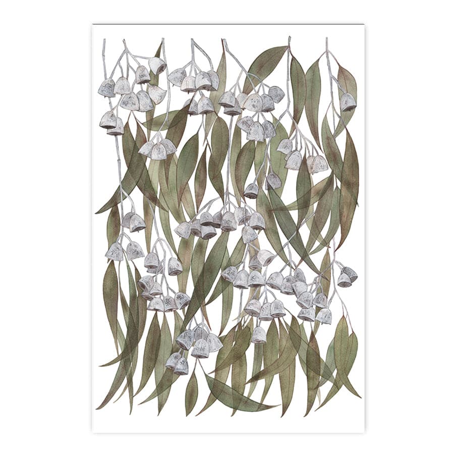 Silver Princess Eucalyptus by Natalie Ryan