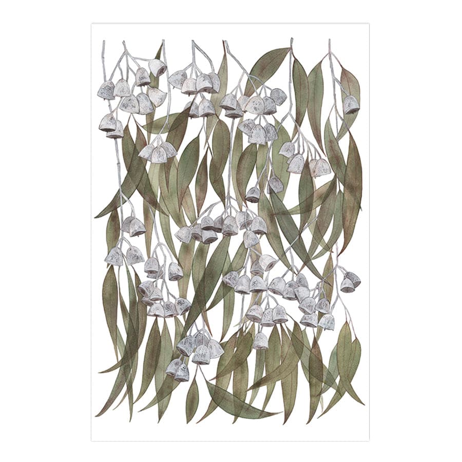 Silver Princess Eucalyptus by Natalie Ryan